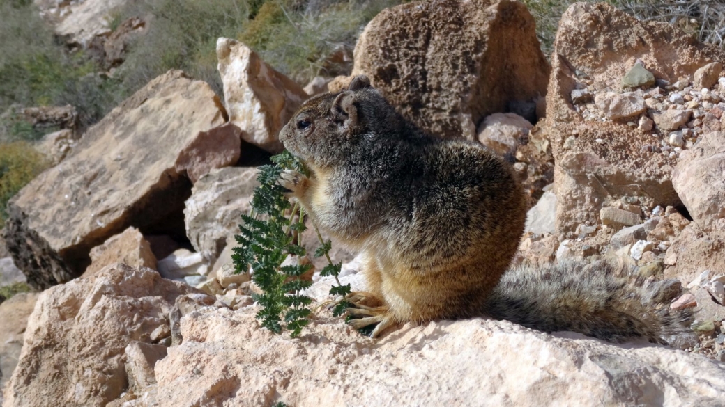 Rock Squirrel - Otospermophilus Variegatus