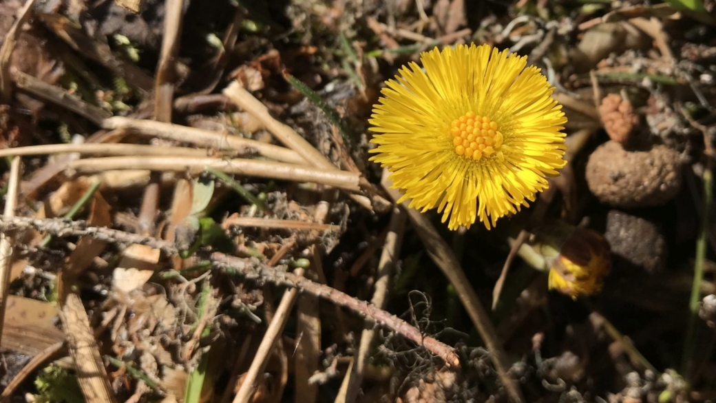 Tussilage - Tussilago farfara