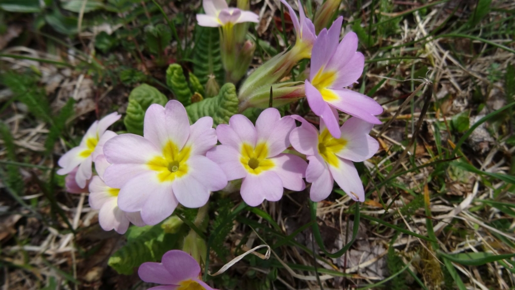 Primevère Rouge - Primula Vulgaris Rubra