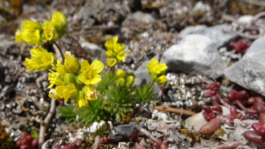 Drave des Rochers - Draba Aizoides