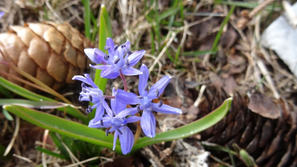 Scille à Deux Feuilles - Scilla bifolia