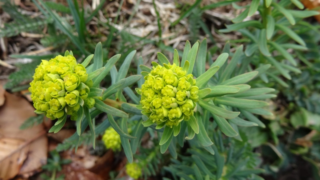 Euphorbe Petit-Cyprès - Euphorbia Cyparissias