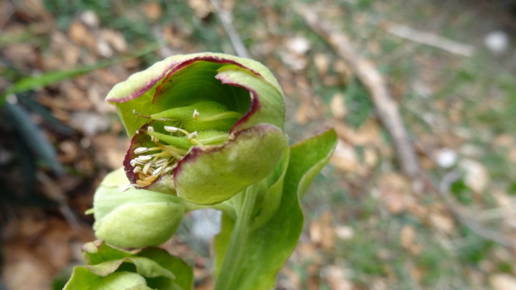 Hellébore Fétide - Helleborus Foetidus