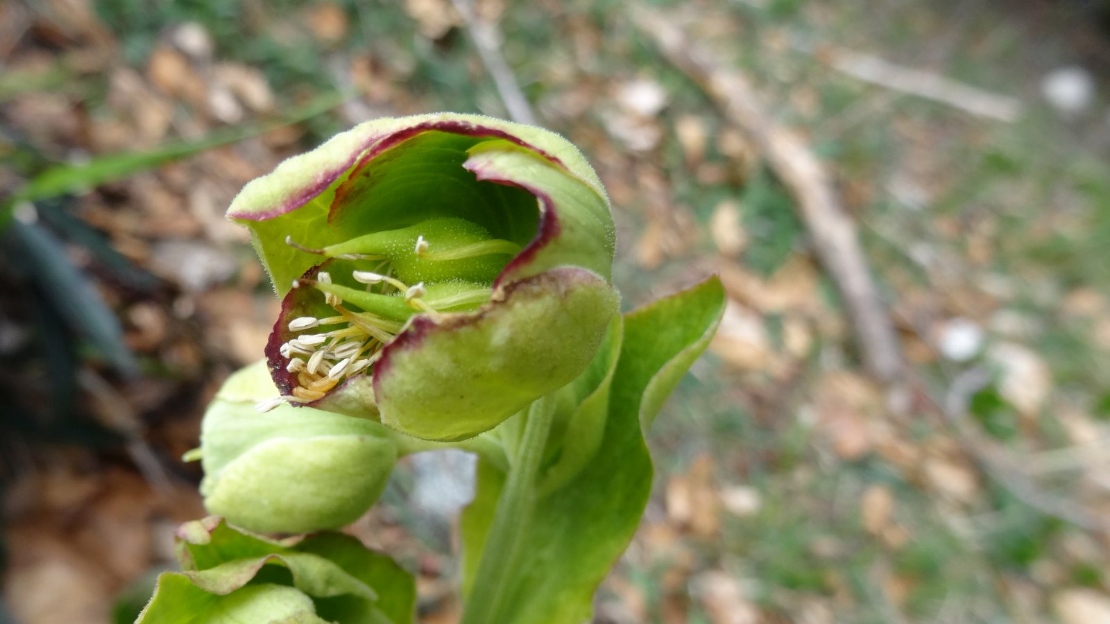 Hellébore Fétide – Helleborus Foetidus