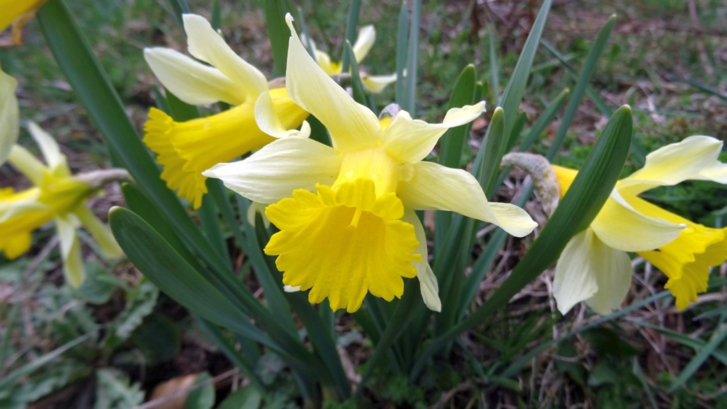 Jonquille - Narcissus Jonquilla