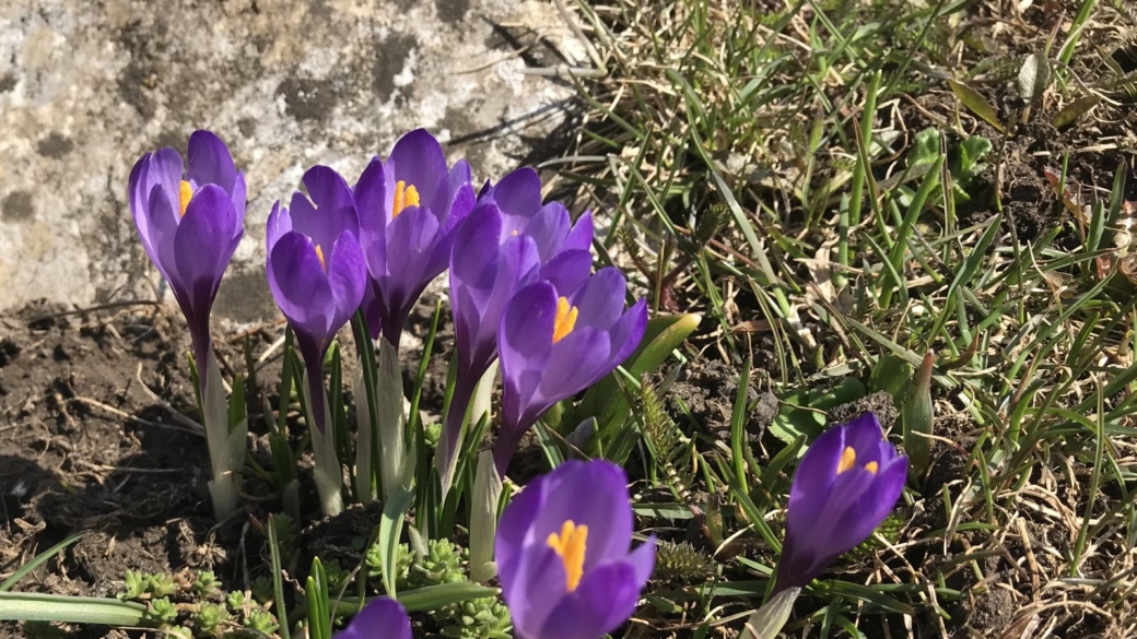 Crocus - Crocus Albiflorus