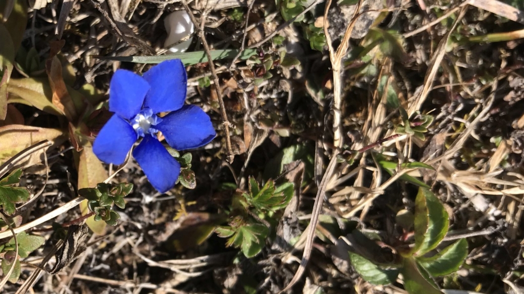 Gentiane Printanière - Gentiana Verna