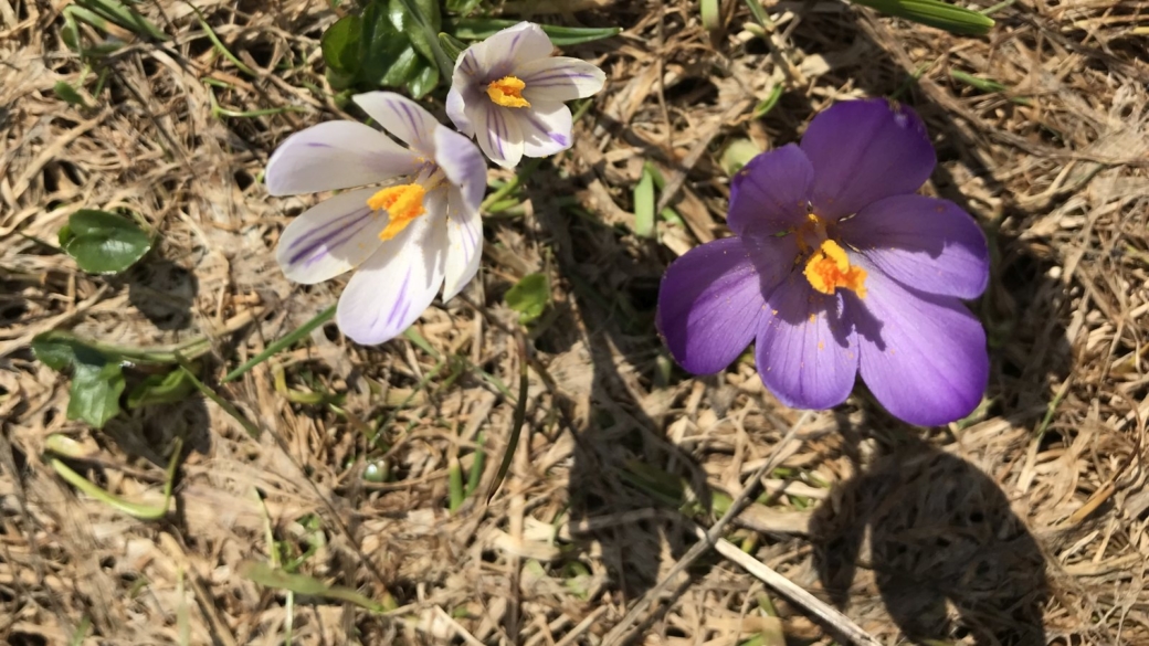 Crocus - Crocus Albiflorus