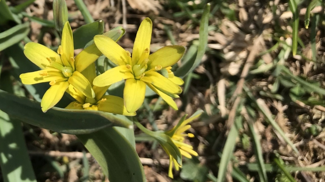 Gagée des Prés - Gagea Pratensis