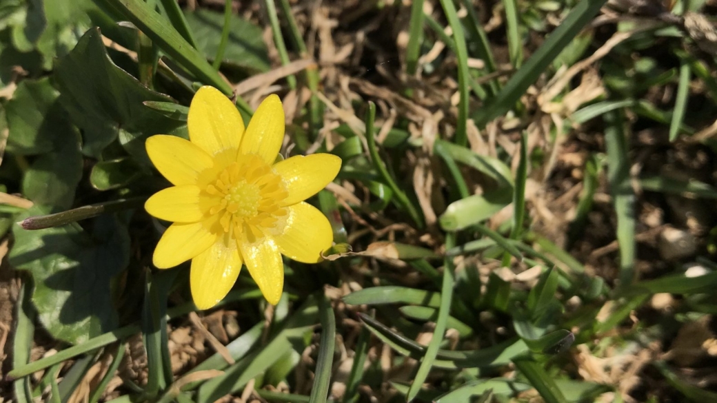 Ficaire Fausse Renoncule - Ficaria Grandiflora