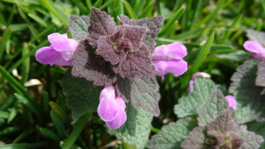 Lamier Pourpre - Lamium Purpureumil