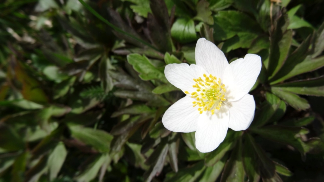 Anémone des Bois - Anemone Nemorosa