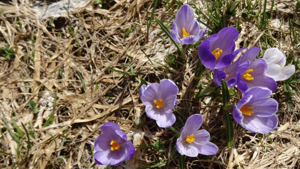 Crocus - Crocus Albiflorus