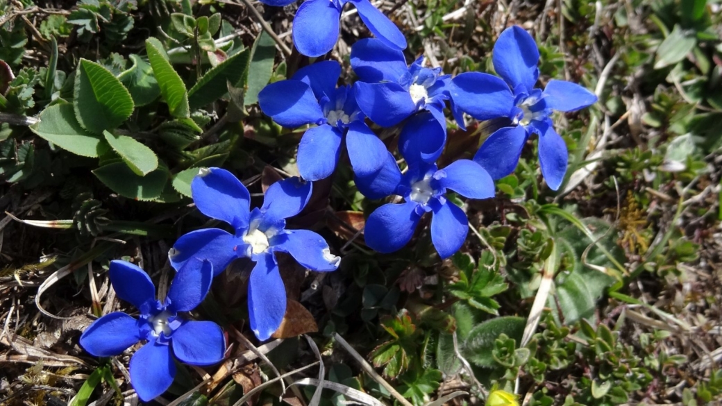 Gentiane Printanière - Gentiana Verna