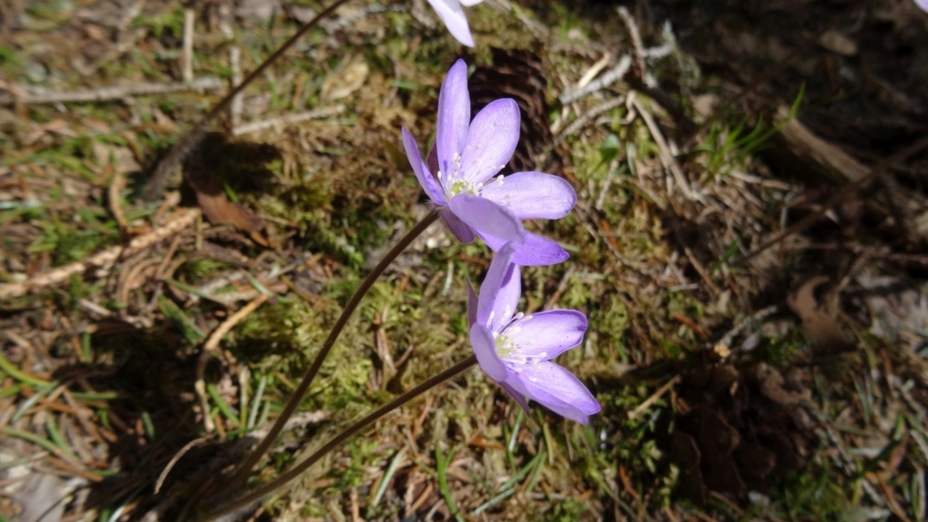 Anémone Hépatique - Hepatica Nobilis