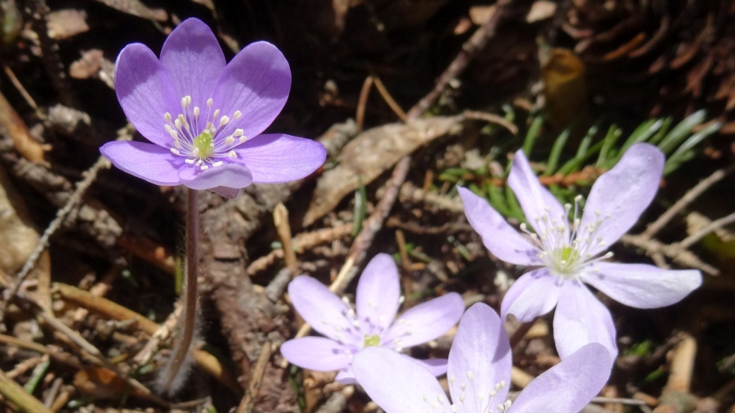 Anémone Hépatique - Hepatica Nobilis