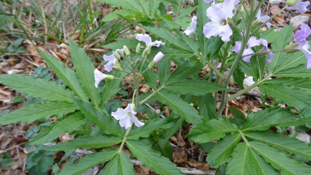 Cardamine à Sept Folioles - Cardamine Heptaphylla