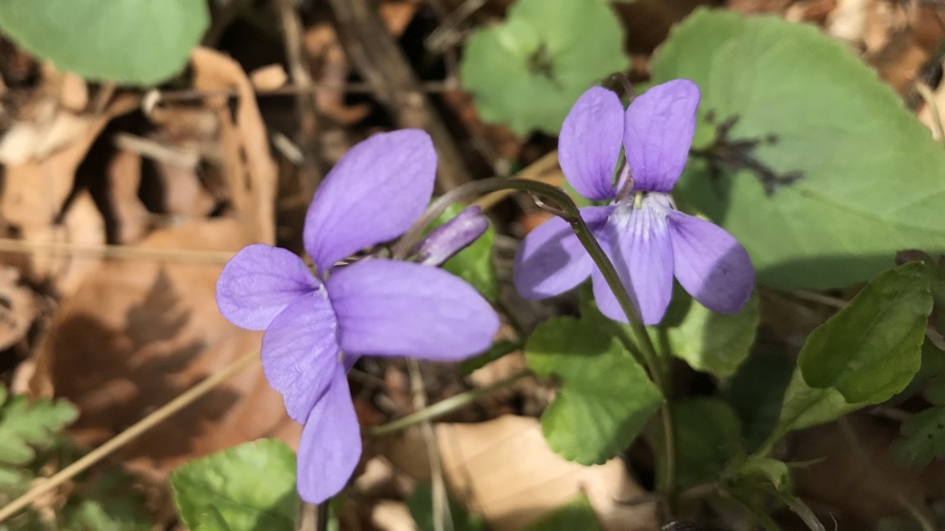 Violette Odorante - Viola Odorata