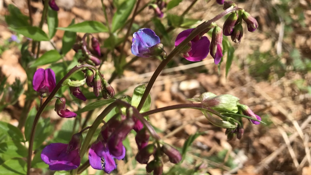 Vesce Commune - Vicia Sativa