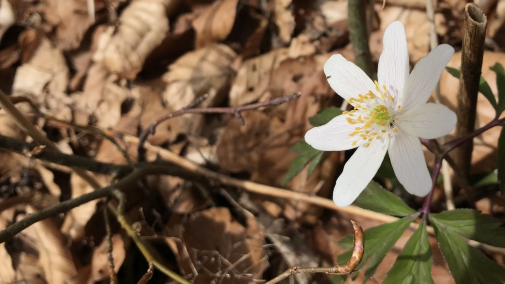 Anémone des Bois - Anemone Nemorosa