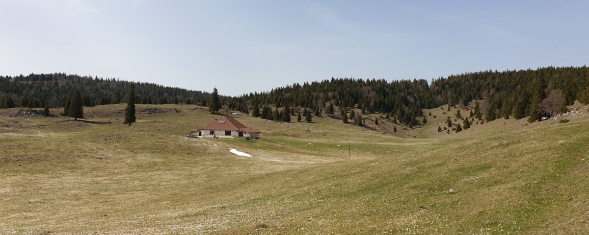 Vers le haut du Mollendruz