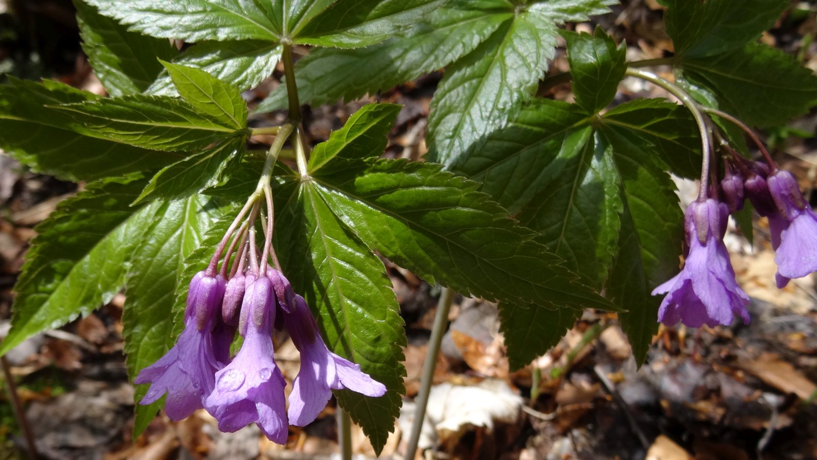 Cardamine à Sept Folioles – Cardamine Heptaphylla