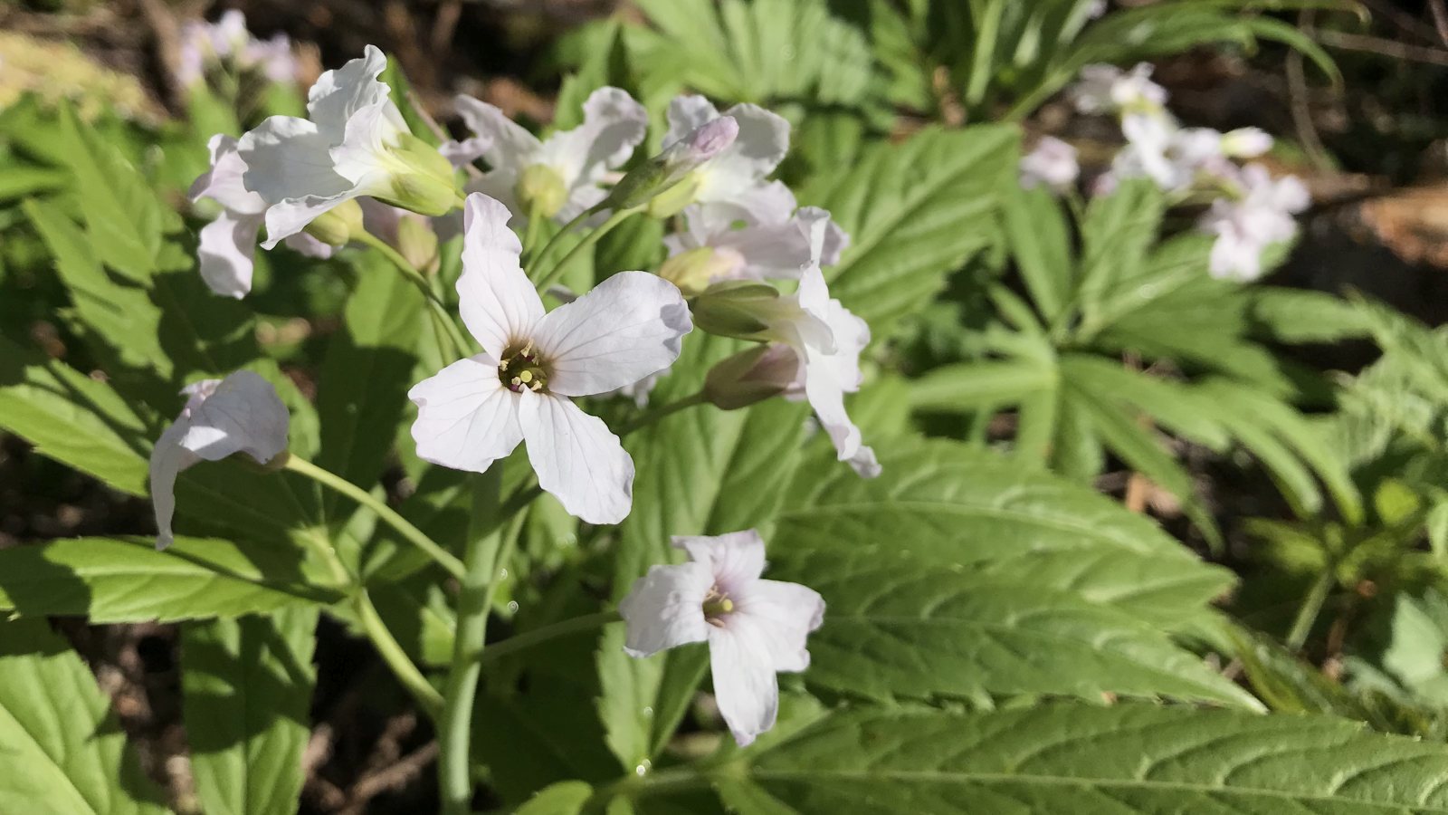 Cardamine à Sept Folioles – Cardamine Heptaphylla