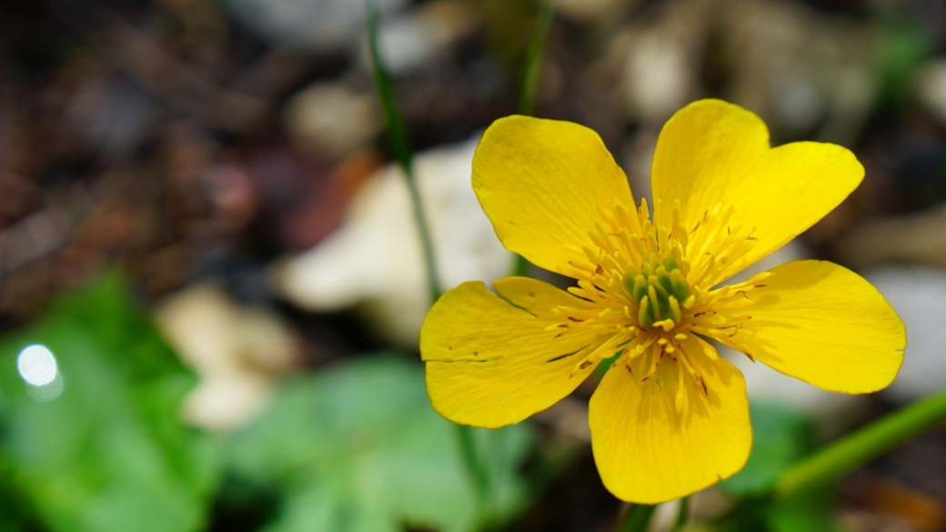 Populage des Marais - Caltha Palustris