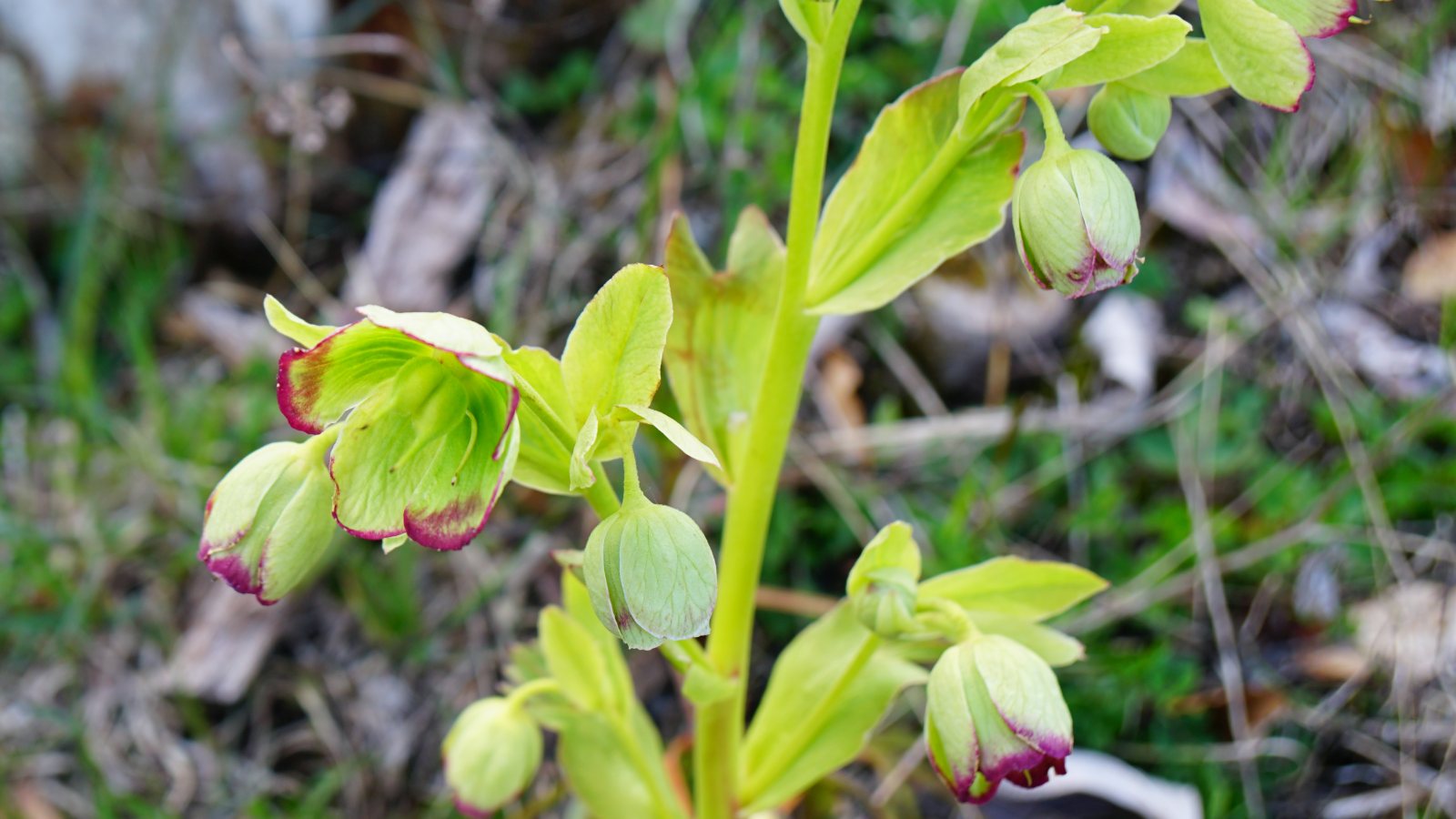 Hellébore Fétide – Helleborus Foetidus