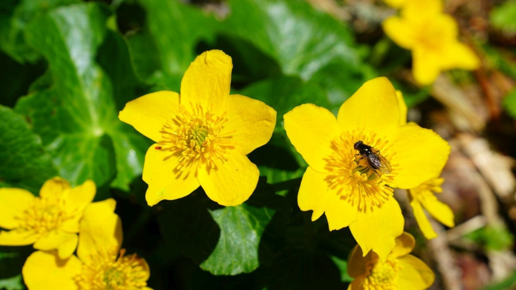 Populage des Marais - Caltha Palustris