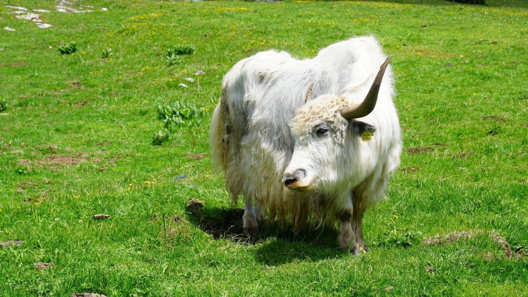 Yak - Bos Mutus Grunniens