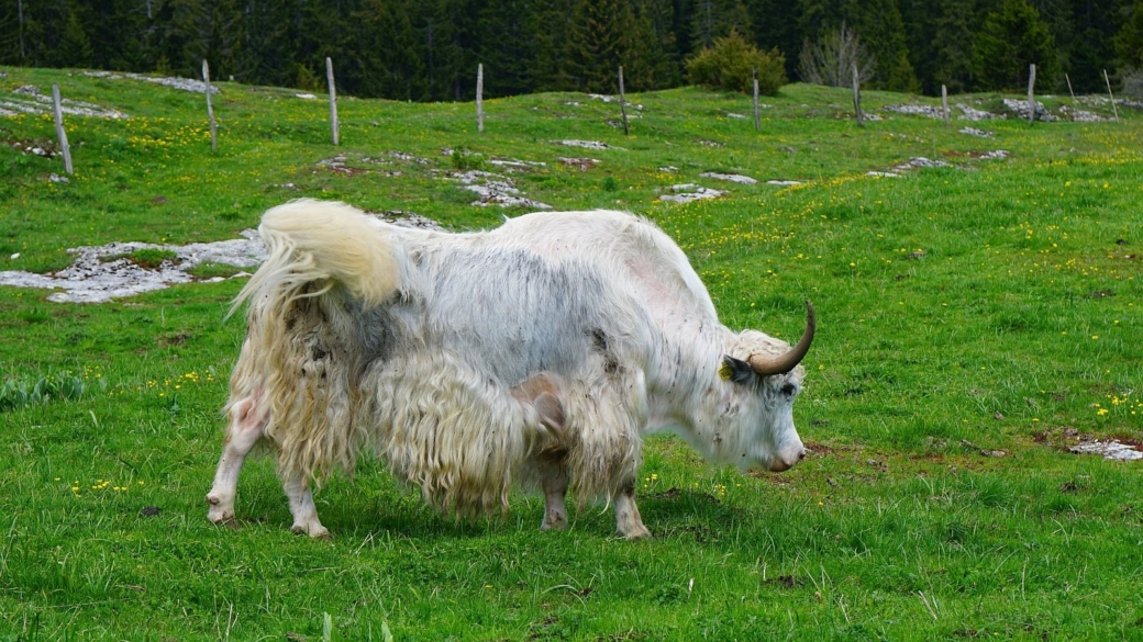 Yak - Bos Mutus Grunniens