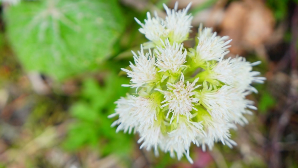 Pétasite Blanc - Petasites Albus