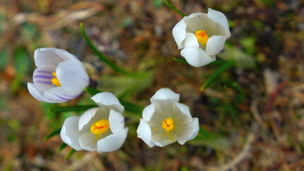 Crocus - Crocus Albiflorus