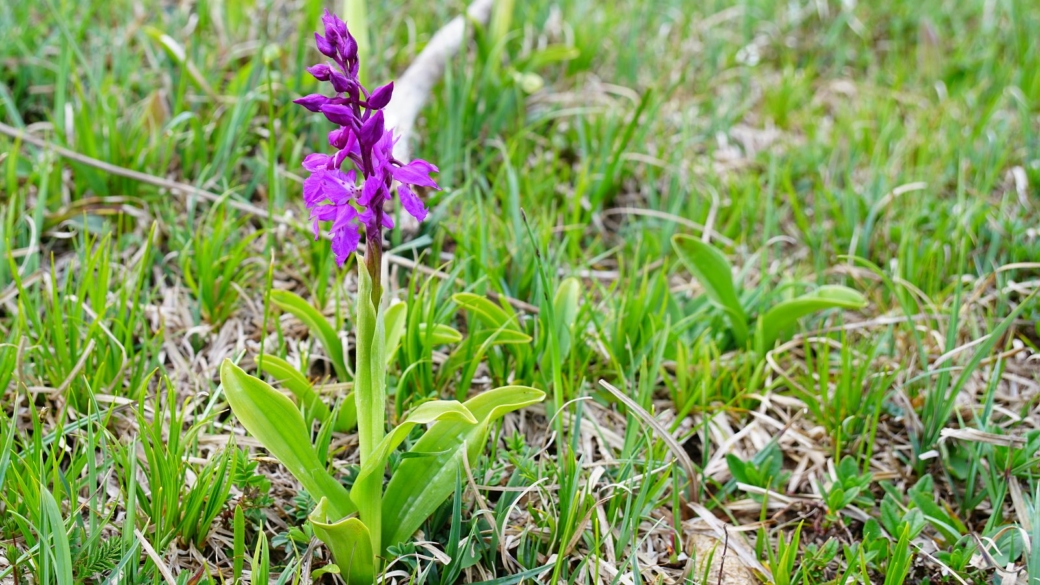 Orchis Mâle - Orchis Mascula