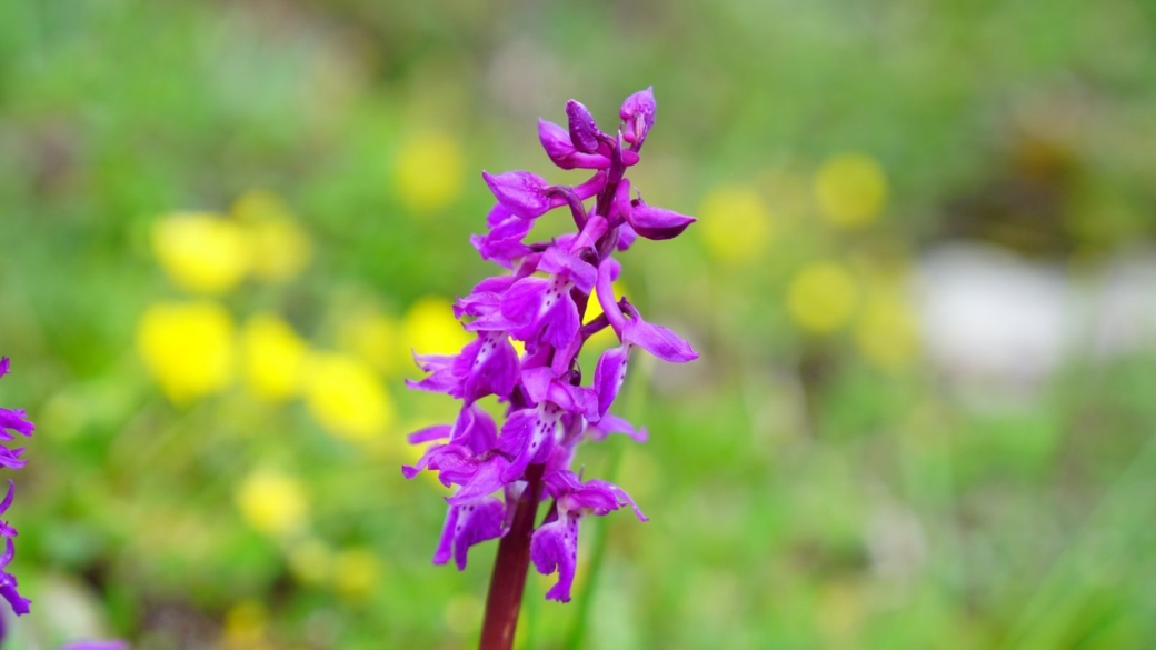 Orchis Mâle - Orchis Mascula