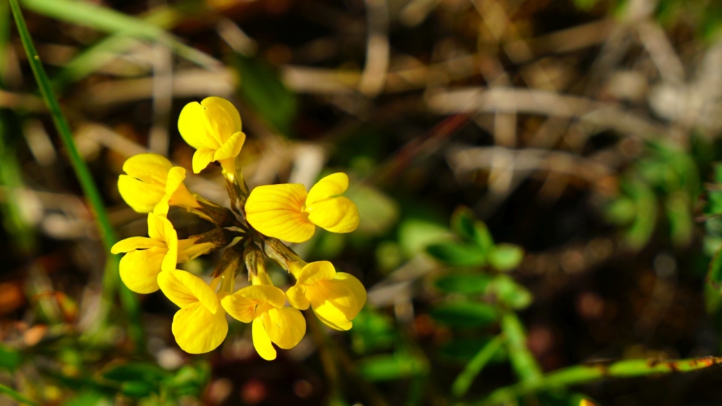 Lotier Corniculé - Lotus Corniculatus