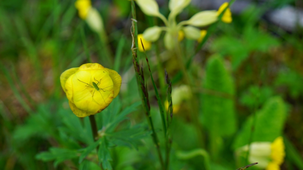 Trolle d'Europe - Trollius Europaeus