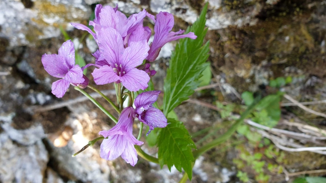 Cardamine à Sept Folioles - Cardamine Heptaphylla