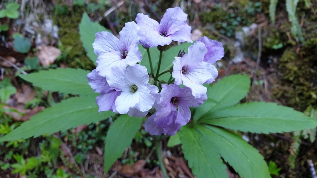 Cardamine à Sept Folioles - Cardamine Heptaphylla