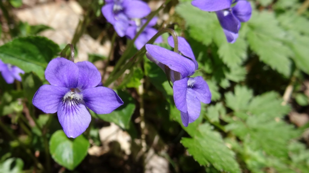 Violette Sauvage - Viola Sylvestris