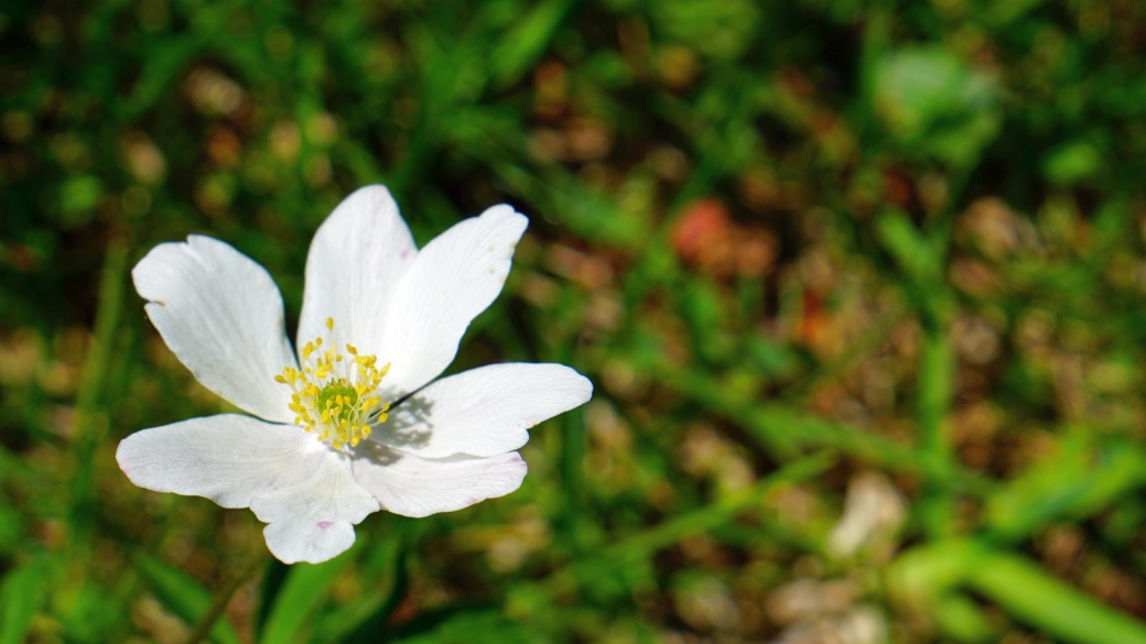 Anémone des Bois - Anemone Nemorosa