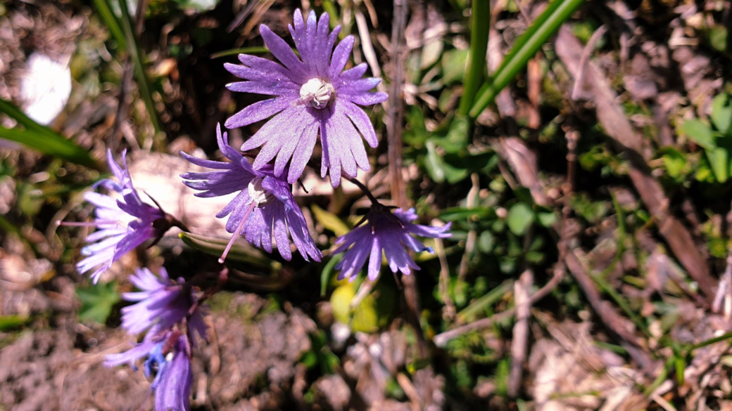 Soldanelle des Alpes - Soldanella Alpina