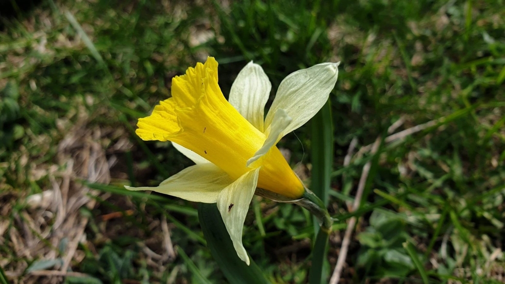 Jonquille - Narcissus Jonquilla