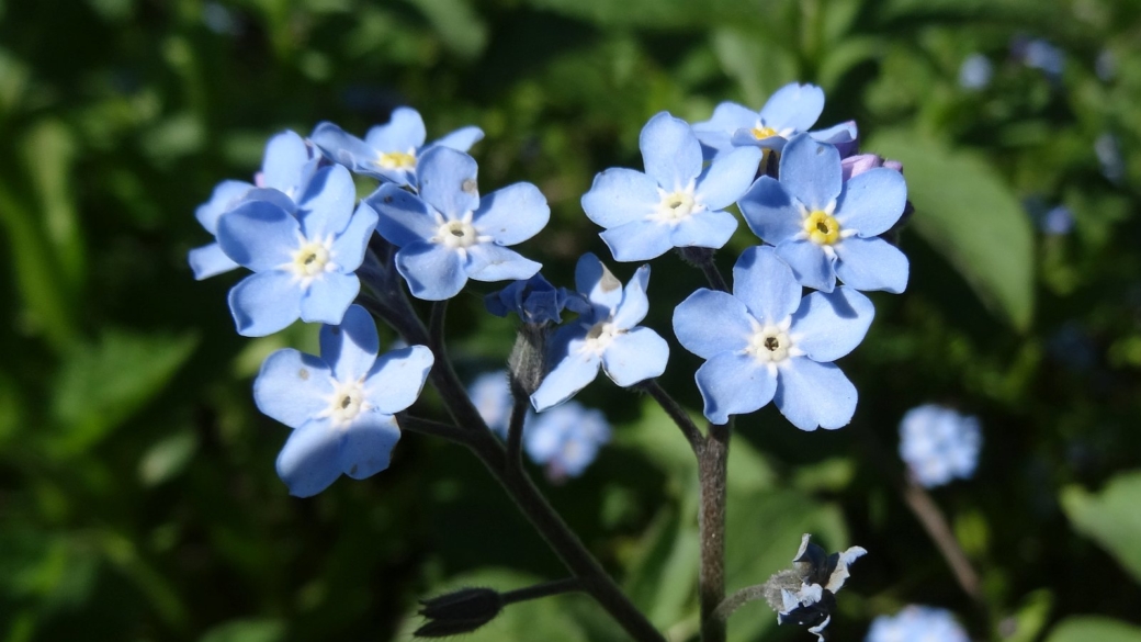 Le Myosotis des Bois - Myosotis Sylvatica