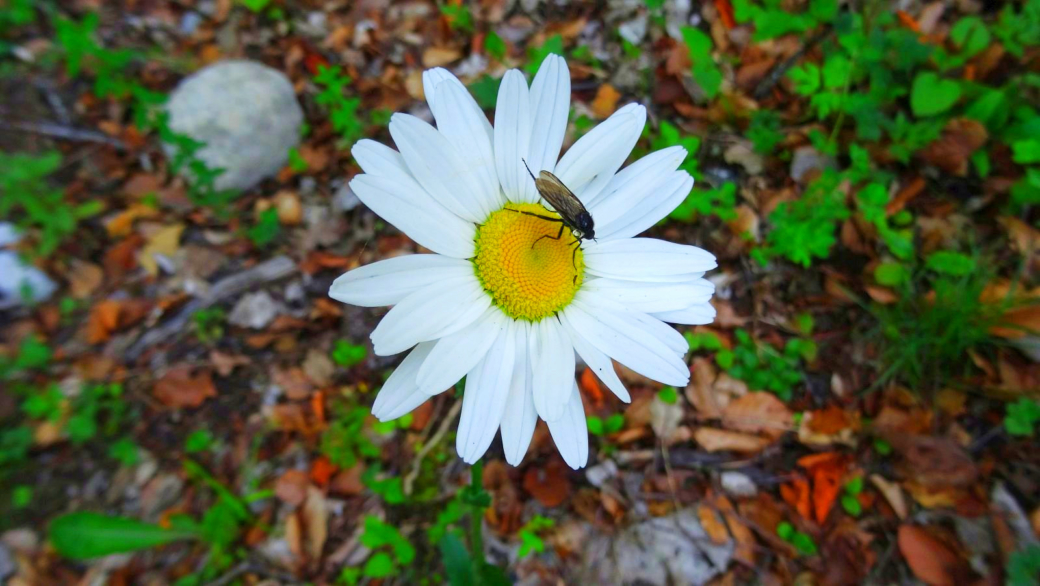 Marguerite - Leucanthemum Vulgare