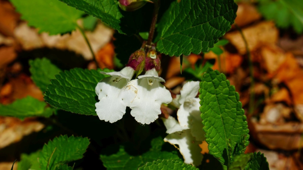 Mélitte à feuilles de mélisse - Melittis Melissophyllum