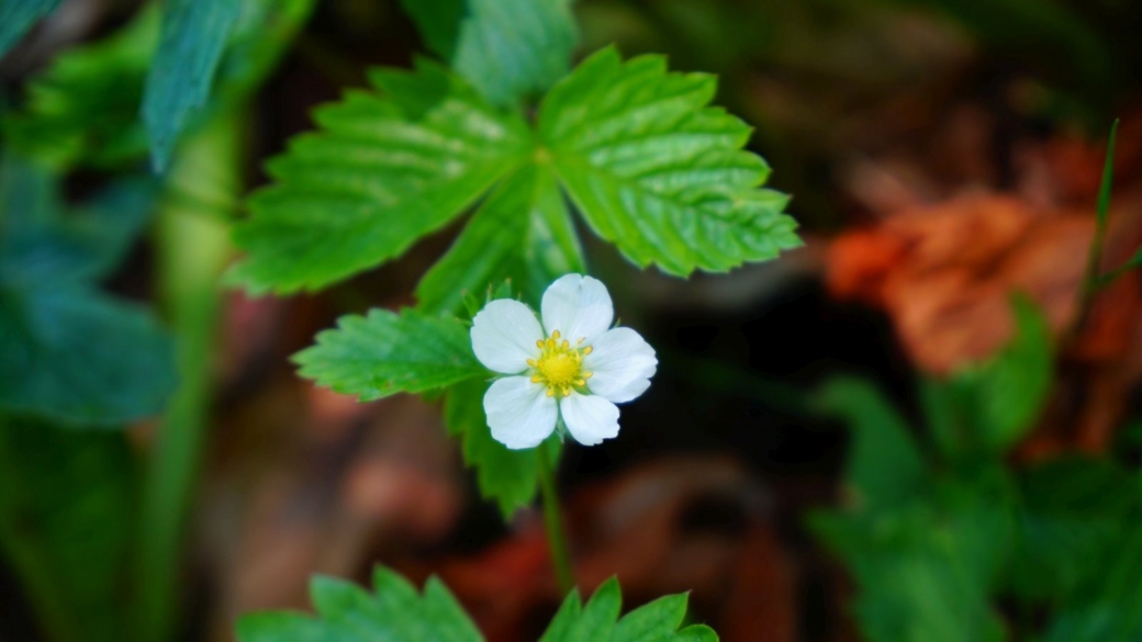 Fraisier des Bois - Fragaria Vesca