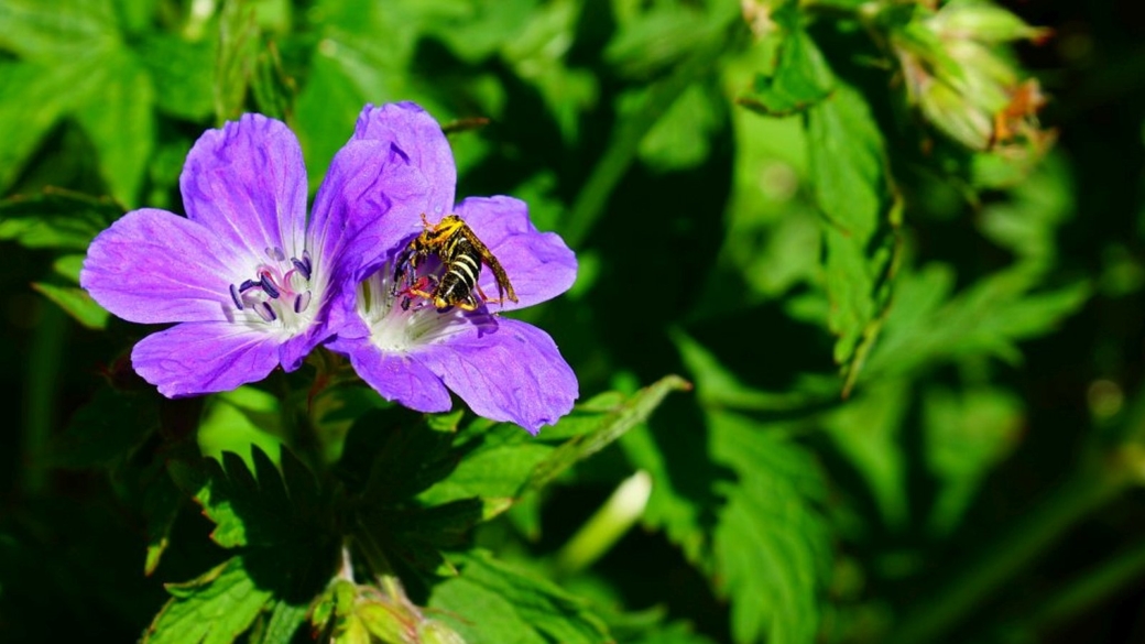 Le Géranium des Bois - Geranium Sylvaticum