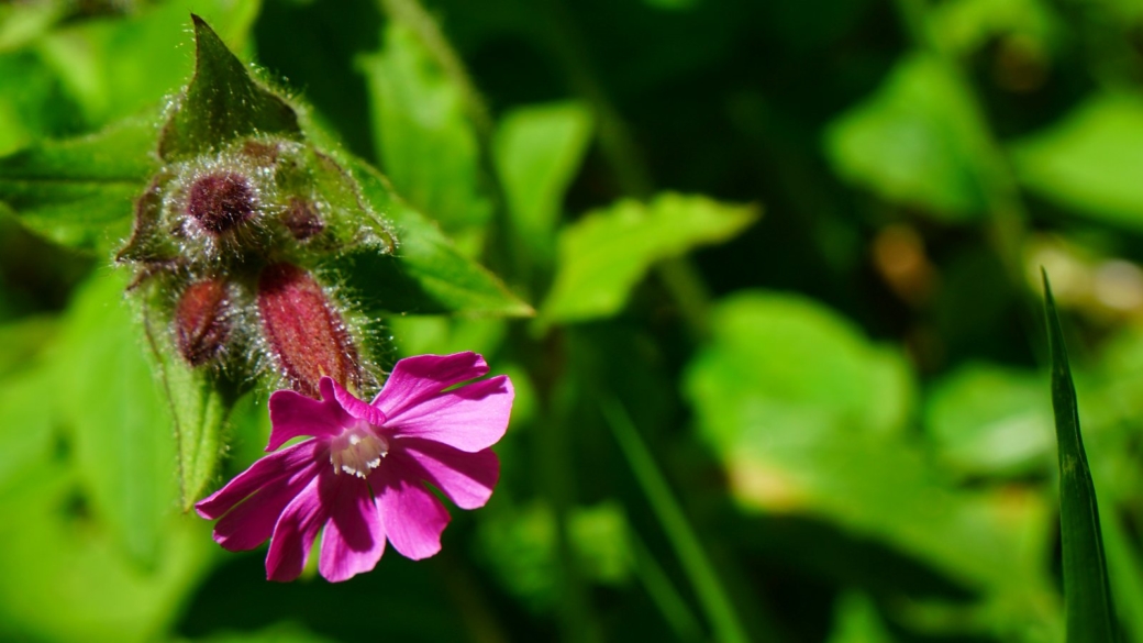 Compagnon Rouge - Silene Dioica